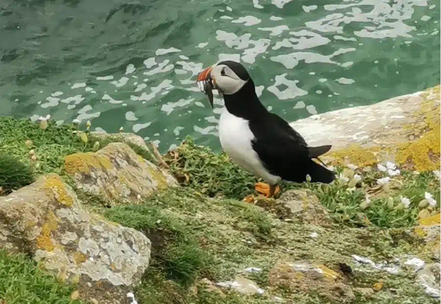 penguins east of ireland 21